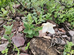 Mandevilla macrosiphon