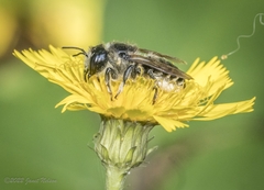 Megachile inermis