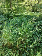 Phalaris arundinacea