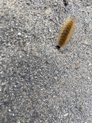 Hyphantria cunea