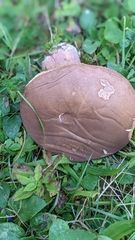 Tylopilus ferrugineus