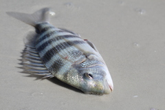 Archosargus probatocephalus