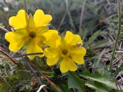 Potentilla hyparctica