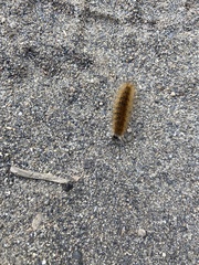 Hyphantria cunea
