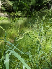 Echinochloa muricata microstachya