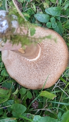 Tylopilus ferrugineus