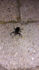 Prionus coriarius