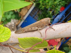 Anacridium aegyptium