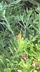 Hylephila phyleus