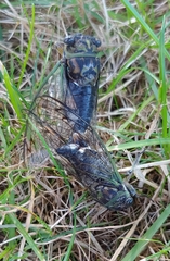 Neotibicen canicularis