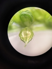 Echinochloa muricata microstachya