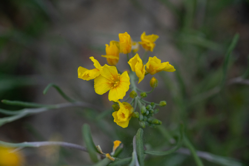 Threadleaf Bladderpod (Physaria angustifolia)