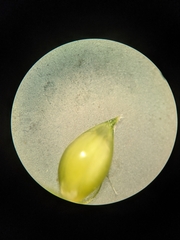 Echinochloa muricata microstachya