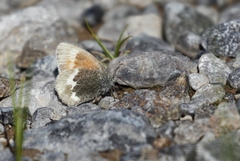 Coenonympha tullia yukonensis
