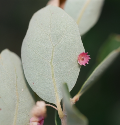 Saucer Gall Wasp photo 5