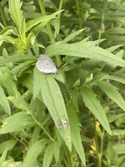 Celastrina