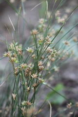 Juncus tenuis
