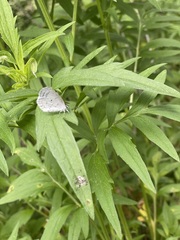 Celastrina
