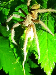 Cupiennius coccineus