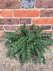 Carduus crispus
