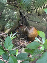Dasyprocta ruatanica