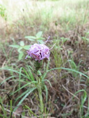 Liatris cymosa