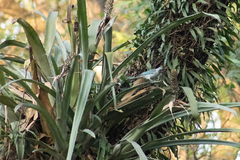 Thraupis sayaca