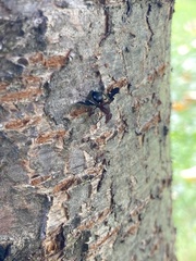 Delphinia picta