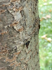 Delphinia picta
