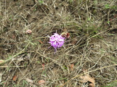 Liatris cymosa