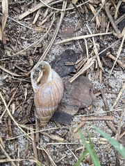 Bulimulus bonariensis