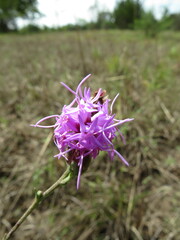 Liatris cymosa