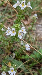 Euphrasia officinalis