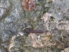Asiomorpha coarctata