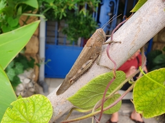 Anacridium aegyptium