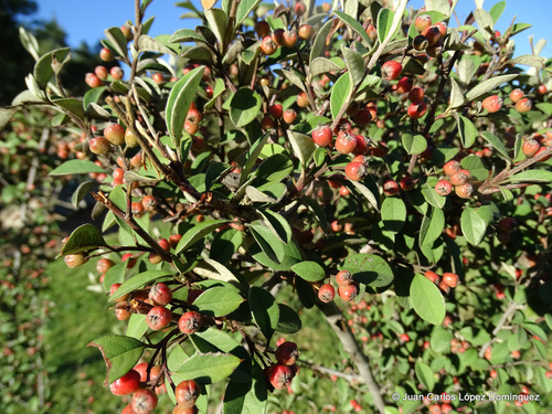 southern false serviceberry