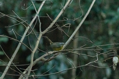 Basileuterus culicivorus