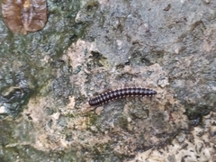 Asiomorpha coarctata