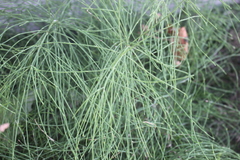 Equisetum