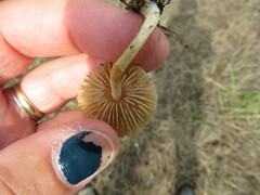 Agrocybe molesta