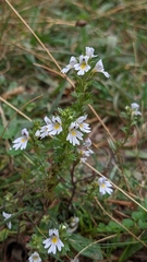 Euphrasia officinalis