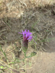Liatris cymosa