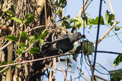 Thamnophilus caerulescens