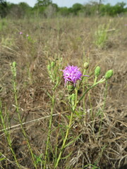 Liatris cymosa
