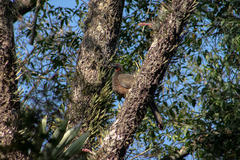Penelope obscura