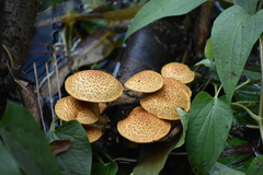 Basidiomycota