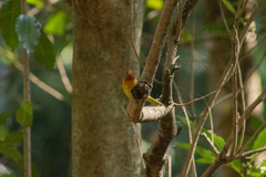 Hemithraupis ruficapilla