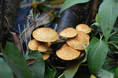 Basidiomycota