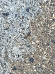 Cardiocondyla mauritanica
