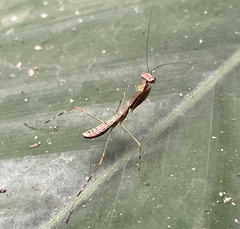 Mantodea